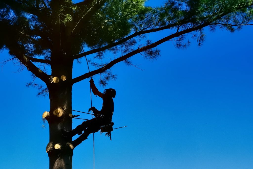 tree services culpeper va