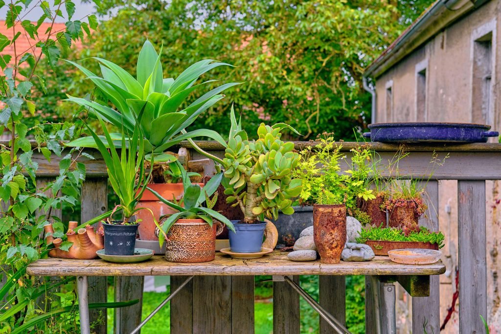 outdoor plant care guide