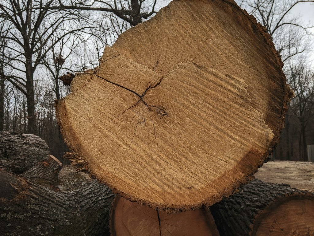 what happens if you don't remove tree stump