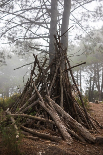 Signs Your Trees Need Maintenance