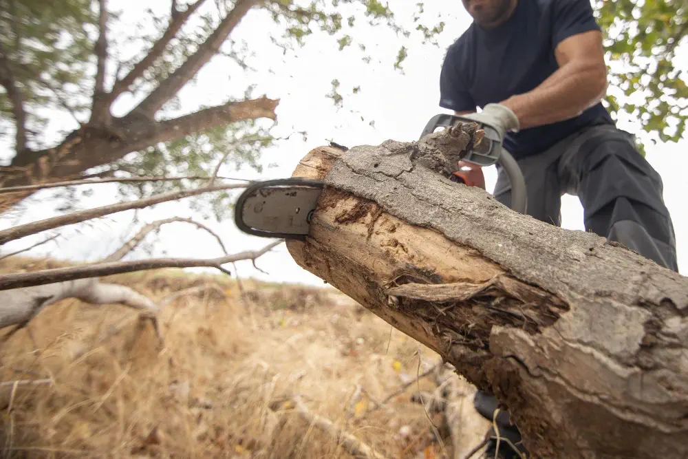 Tree Removal & Specialized Services