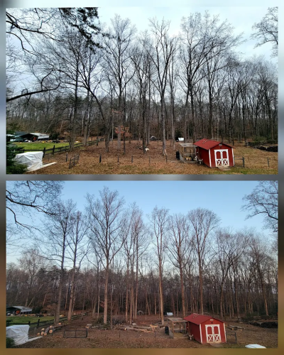 MAQUINS TREE SERVICE LANDSCAPING 1