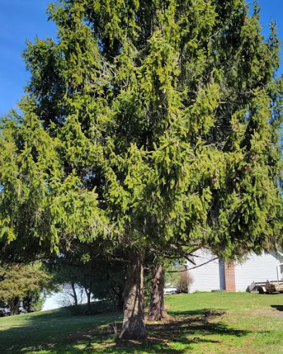 MAQUINS TREE SERVICE LANDSCAPING 2