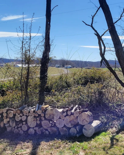 MAQUINS TREE SERVICE LANDSCAPING 3